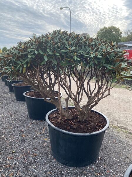 Rhododendron 'Gulliver' Schirm (Nr.1450) / Rhododendron adenogynum 'Gulliver' 160 cm breit x 120 cm hoch