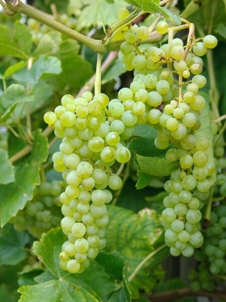 Weintraube 'Lakemont' / Weintraube 'Lakemont'