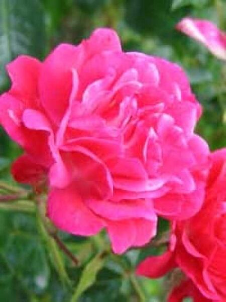 Rosa 'Heidefeuer ®' / Bodendeckerrose 'Heidefeuer'
