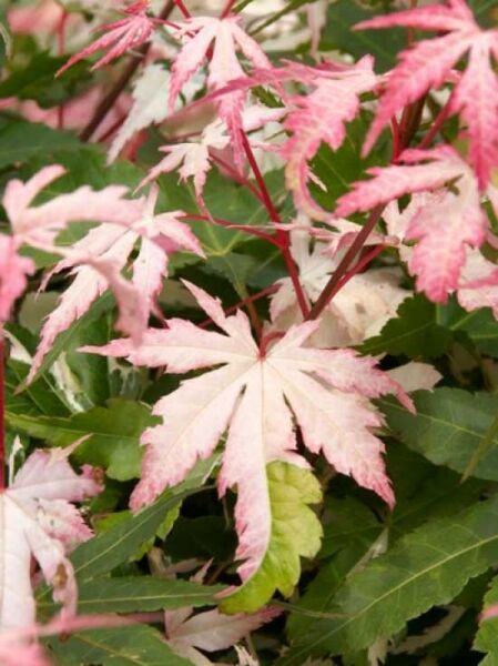 Acer palmatum 'Asahi-zuru' / Japanischer Fächerahorn 'Asahi-zuru'