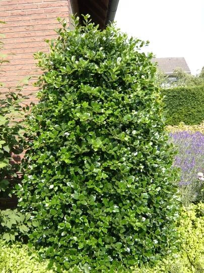 Europäische Stechpalme / Ilex aquifolium