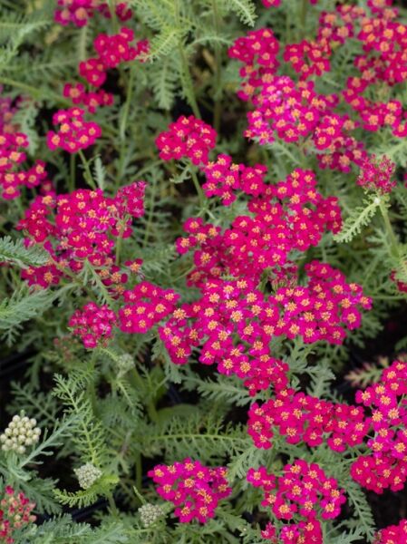 Achillea millefolium 'Christel' / Schafgarbe 'Christel'