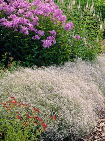 Hohes Schleierkraut / Gypsophila paniculata