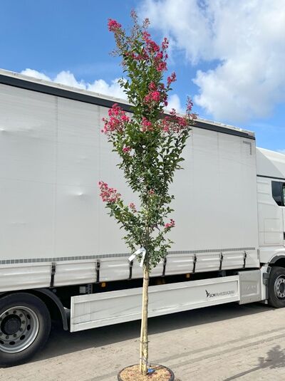 Indische Lagerströmie 'Tuscarora' / Lagerstroemia indica 'Tuscarora' (1577335) 100 cm Stamm (300-350 cm Gesamthöhe)