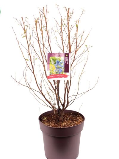 Säckelblume 'Henri Défossé' - Ceanothus delilianus 'Henri Défossé'