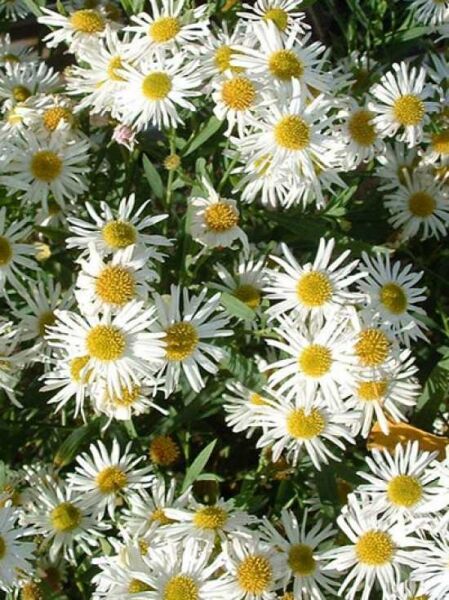 Sternwolkenaster 'Snowbank' / Boltonia asteroides 'Snowbank'