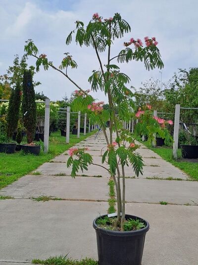 Mehrstämmiger Seidenbaum 'Ombrella' (Albizia julibrissin) 200-250 cm im Container mit gefiederten Blättern und rosa Blüten.