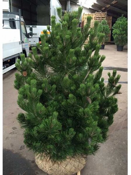 Pinus heldreichii 'Compact Gem' / Kompakte Schlangenhautkiefer / Zwerg-Schlangenhautkiefer