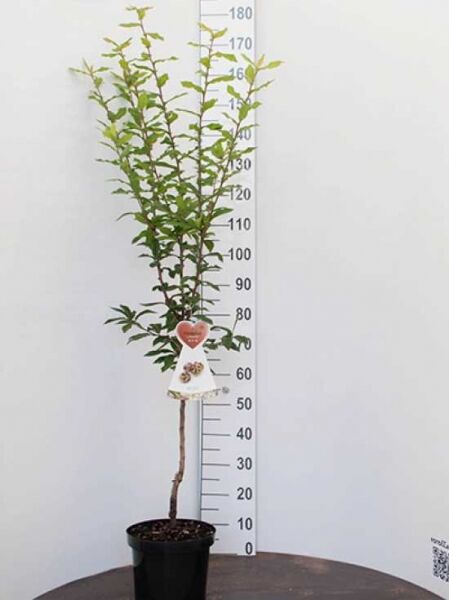 Deutsche Mispel 'Westerveld' / Deutsche Mispel 'Westerveld'