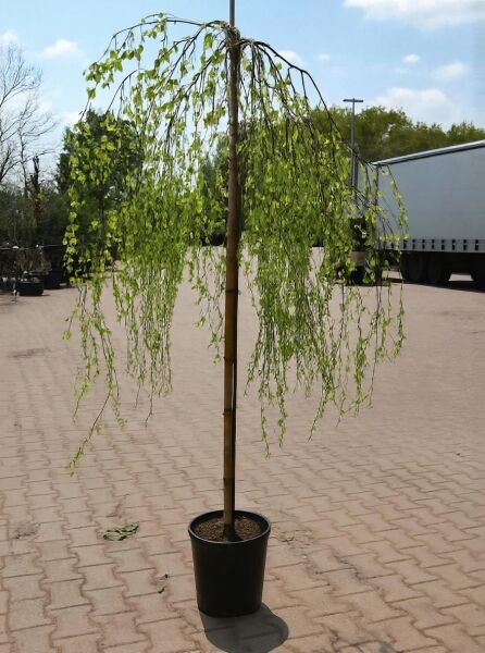 Trauer-Birke 'Youngii' (Betula pendula 'Youngii'), 200 cm Stamm 8-10 StU, im Container mit hängender Krone und grünem Laub.