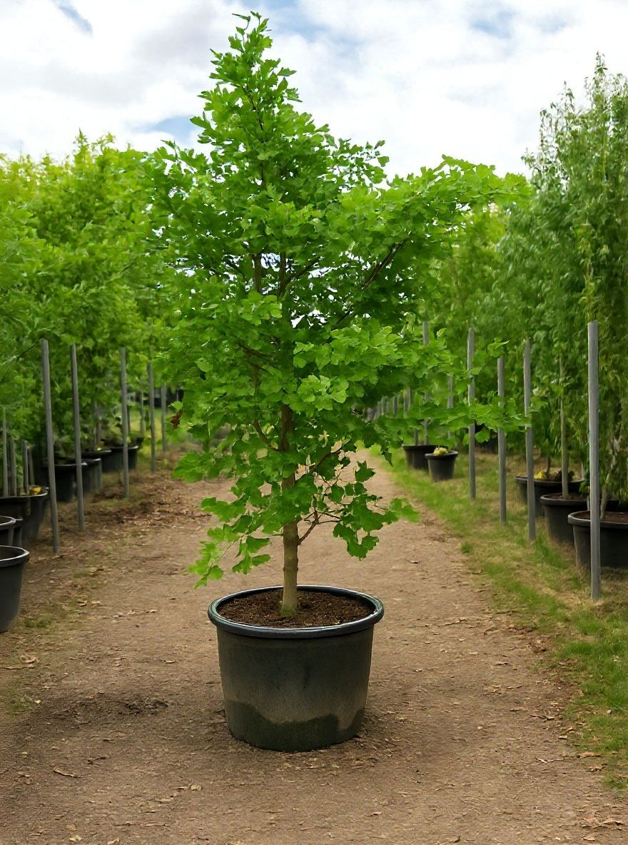 Ginkgobaum / Fcherblattbaum - Ginkgo biloba - Baumschule NewGarden