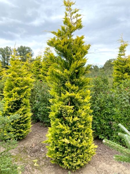 Leyland Zypresse 'Gold Rider' (Cupressocyparis leylandii) 350–400 cm mit Drahtballen, solitärer Nadelbaum mit gelbgrünem Laub