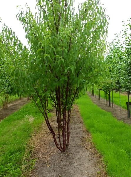 Prunus serrula, Mahagoni-Kirsche (Tibetische Berg-Kirsche), mehrstämmiger Baum mit grünem Laub, Höhe 300–350 cm.