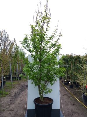 Buntlaubiger Amberbaum / Amberbaum 'Variegata' - Liquidambar styraciflua ' Variegata'