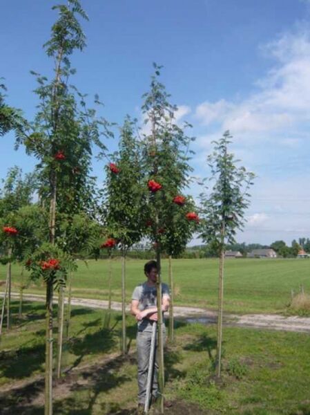 Sorbus aucuparia 'Sheerwater Seedling' / Eberesche 'Sheerwater Seedling' Hochstamm mit roten Beeren, 14-16 StU, mit Db.