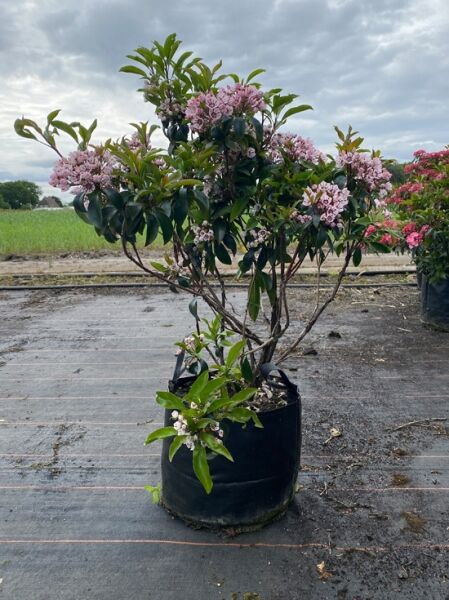 Kalmia latifolia 'Peppermint' (Lorbeerrose/Berglorbeer) Solitärstrauch 60–70 cm im Topf, mit rosa Blüten und dunkelgrünem Laub