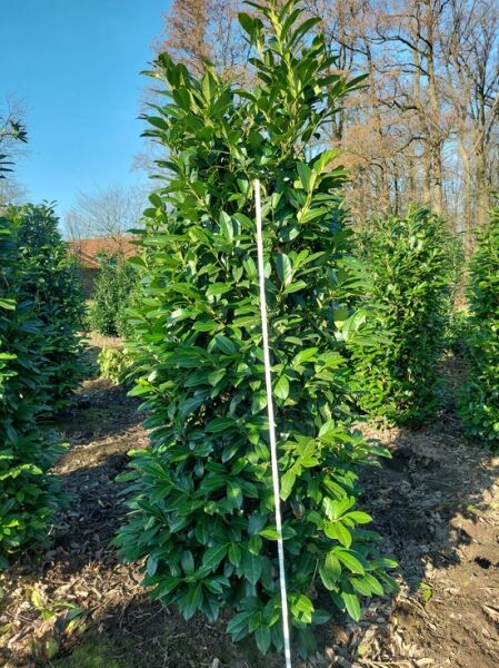 Prunus laurocerasus 'Greenpeace®' / Immergrüne Lorbeerkirsche 'Greenpeace', 200–250 cm, mit Drahtballen, dichter Wuchs, glänzende Blätter