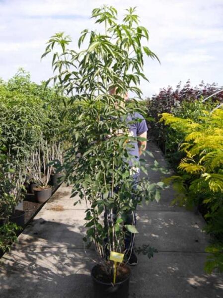 Kolchische Pimpernuss / Klappernuss / Kolchische Pimpernuss / Klappernuss