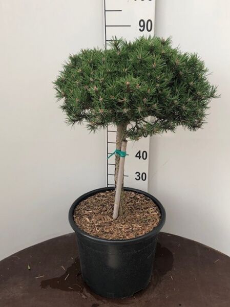 Pinus mugo 'Benjamin' / Zwerg-Kiefer 'Benjamin' 40 cm Stamm im C20-Topf, kompakte kugelige Krone mit dunkelgrünen Nadeln