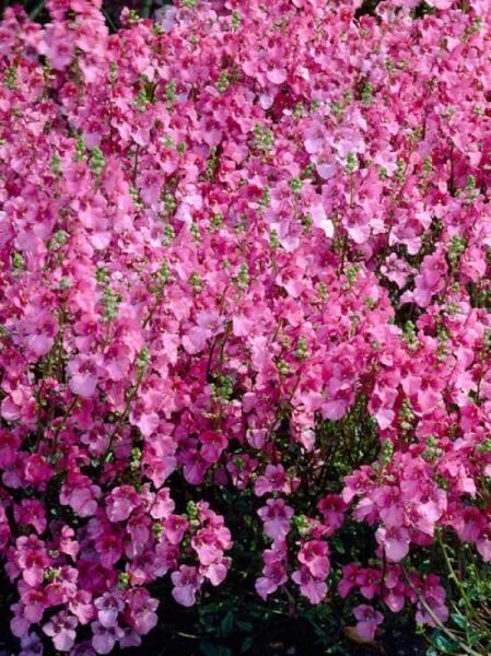 Garten-Doppelsporn Diascia barberae „Ruby Field“ mit zahlreichen rosafarbenen Blüten an dichtem, grünem Laub