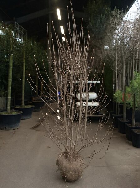 Magnolia soulangiana, Tulpen-Magnolie, 175–200 cm, mehrtriebig mit Drahtballen (m. Db.)