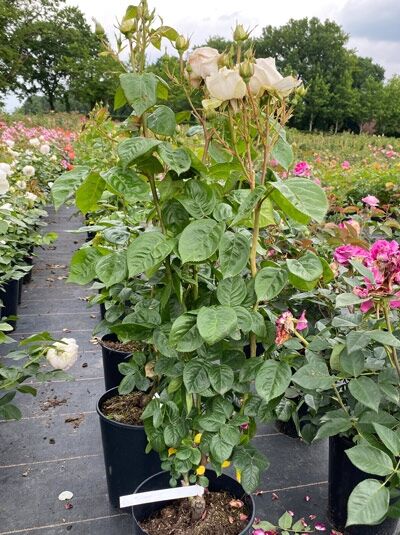 Rosa 'Madame Anisette' / Edelrose 'Madame Anisette' C5 im Topf mit grünem Laub und hellen Blütenknospen.