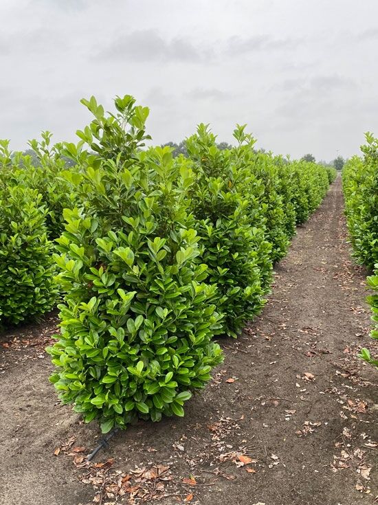Kirschlorbeer 'Rotundifolia' / groblttriger Kirschlorbeer - Prunus  laurocerasus 'Rotundifolia'