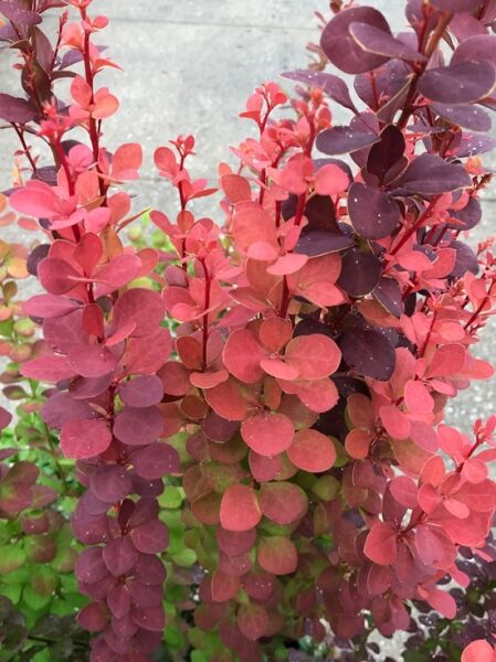 Hecken-Berberitze 'Orange Rocket' / Hecken-Berberitze 'Orange Rocket'