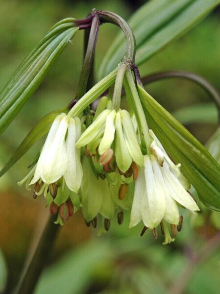 Disporum bodinieri (Feenglöckchen) mit hängenden cremeweißen, glockenförmigen Blüten und schmalen grünen Blättern