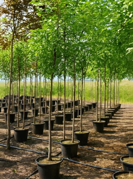 Robinia margaretta 'Casque Rouge' / Robinie 'Casque Rouge', Rotblühende Akazie Hochstamm 10-12 StU, im Container auf Baumschulfeld