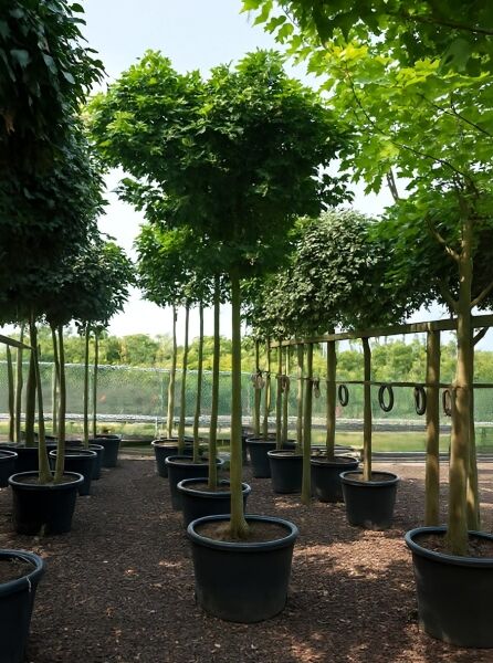 Quercus palustris 'Green Dwarf' – Kugelsumpfeiche 'Green Dwarf' als Hochstamm im Container mit kugeliger Krone.