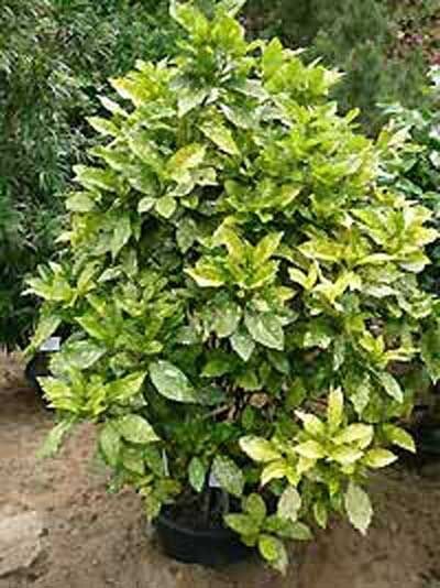 Aucuba japonica 'Crotonifolia' / Japanische Aukube 'Crotonifolia' / Goldorange