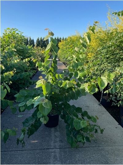 Kanadischer Judasbaum 'Pink Pom Poms' / Cercis canadensis 'Pink Pom Poms'  