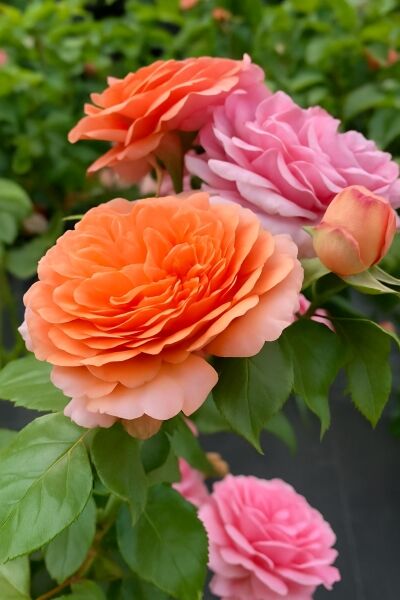 Edelrose 'Chippendale' / Edelrose 'Chippendale'