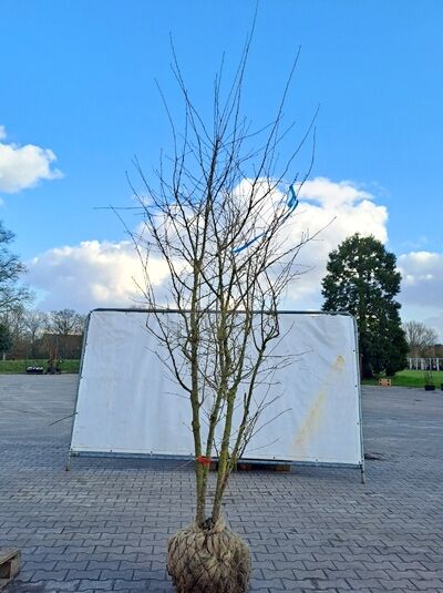 Prunus incisa 'Mikinori' / Geschlitztblättrige Kirsche 'Mikinori' 250-300 cm m. Db., mehrstämmiger Baum mit Ballen