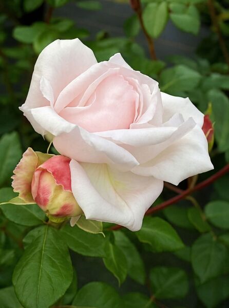 Beetrose Rosa 'Constance Mozart'® mit großer, hellrosa Blüte und Knospe am Trieb, umgeben von grünem Laub.