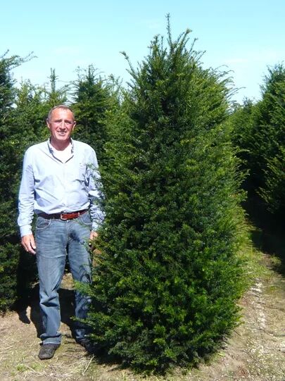 Gewhnliche Eibe / Heimische Eibe - Taxus baccata - Baumschule NewGarden