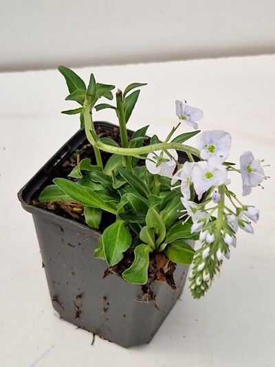 Enzian-Ehrenpreis 'Pallida' / Enzian-Ehrenpreis 'Pallida'