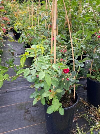 Kletterrose Rosa 'Chevy Chase' im 5-Liter-Topf (C5) mit grünen Trieben, Blättern und roten Blüten an Stäben gestützt.