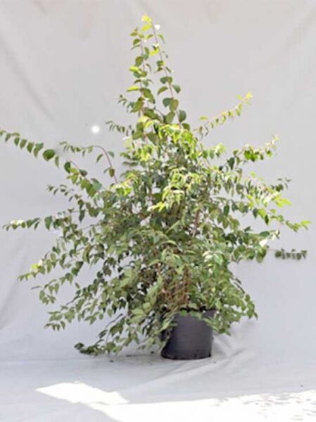Philadelphus lewisii 'Waterton' / Garten-Jasmin 'Waterton' 150-175 cm C20, Strauch im Container mit grünem Laub