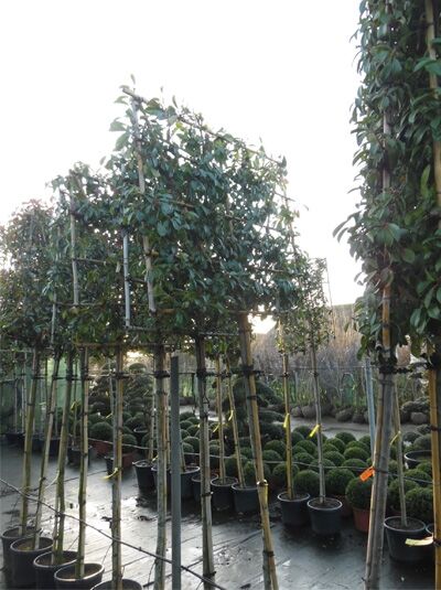 Photinia fraseri / Glanzmispel Hochstamm-Spalier 120x120x10 cm, Stamm ca. 200 cm, im Container, auf Spaliergerüst gezogen