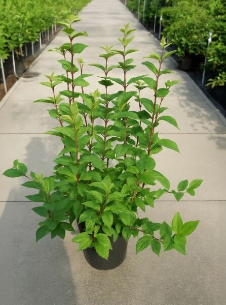 Viburnum bodnantense 'Charles Lamont' / Winter-Schneeball 'Charles Lamont' 100-125 cm C12, Strauch im Container mit grünem Laub