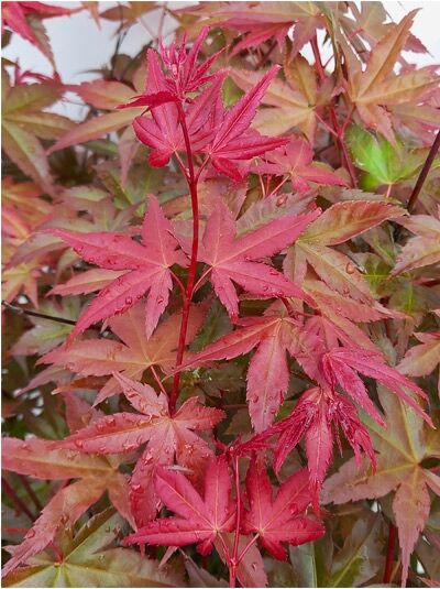 Japanischer Ahorn / Fächer-Ahorn 'Deshojo'  / Acer palmatum 'Deshojo'