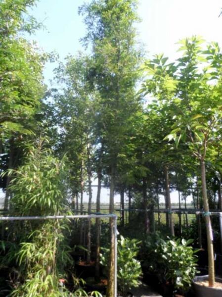 Metasequoia glyptostroboides / Urweltmammutbaum / Wasserlärche / Wassertanne