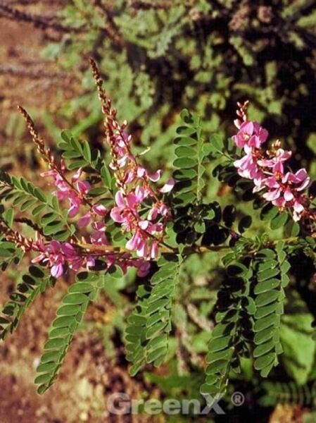 Falscher Indigostrauch / Indigofera heterantha