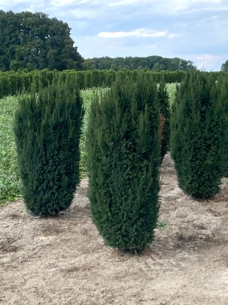 Taxus baccata 'Overeynderi' / Kegel-Eibe 200-250 cm m. Db., kegelförmig dicht wachsender immergrüner Nadelgehölz-Baum im Feldbestand