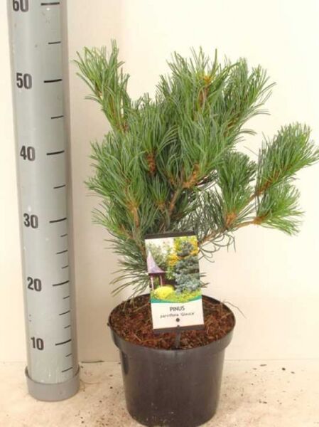 Pinus parviflora 'Glauca' / Blaue Mädchen-Kiefer 40-50 cm C3 im Pflanztopf, kompakter Wuchs mit bläulichgrünen Nadeln