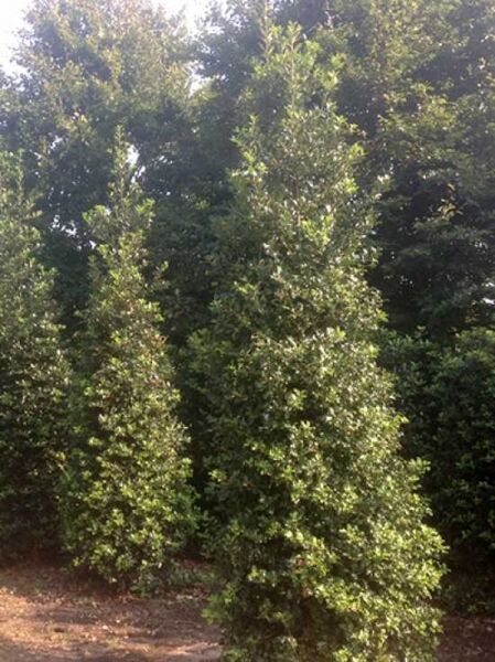 Stechpalme 350-400 (Drahtballen Solitär) Ilex aquifolium
