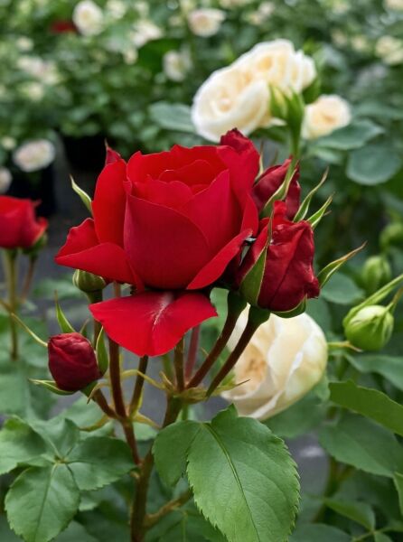 Rosa ‘Manora’ ® / Beetrose ‘Manora’ ® mit roter Blüte und mehreren Knospen am grünen Laub