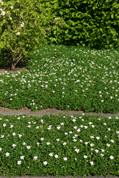 Fingerstrauch &#039;Nuuk&#039; / Potentilla tridentata &#039;Nuuk&#039;